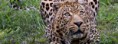 /album/animaux/animal-african-leopard-jpg/