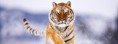 /album/animaux/animal-amur-tiger-in-snow-jpg/