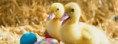 /album/animaux/animal-ducklings-pair-jpg/
