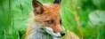 /album/animaux/animal-fox-jpg/