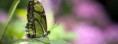/album/animaux/animal-green-butterfly-jpg/