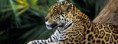 /album/animaux/animal-jaguar-in-amazon-rainforest-jpg/
