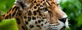 /album/animaux/animal-jaguar-the-big-cat-jpg/
