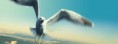 /album/animaux/animal-jonathan-livingston-seagull-jpg/
