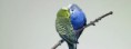 /album/animaux/animal-kissing-budgies-jpg/