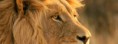 /album/animaux/animal-lion-jpg/