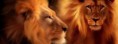 /album/animaux/animal-lions-jpg/