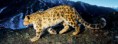 /album/animaux/animal-prowling-snow-leopard-jpg/