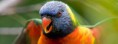 /album/animaux/animal-rainbow-lorikeet-parrot-jpg/