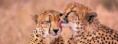 /album/animaux/animal-south-african-cheetahs-jpg/