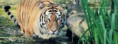 /album/animaux/animal-wild-tiger-jpg/