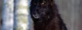 /album/animaux/loup-noir-jpg/