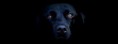 /album/animaux/labrador-noir-jpg/