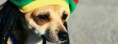 /album/animaux/chien-rasta-jpg/