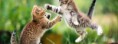 /album/animaux/bataille-de-chatons-jpg/