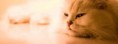 /album/animaux/chat-persan-jpg/
