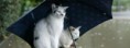 /album/animaux/chats-sous-la-pluie-jpg/