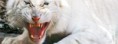 /album/animaux/tigre-blanc-jpg/