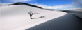 /album/art-art-moderne/lone-tree-on-sand-dune-jpg/
